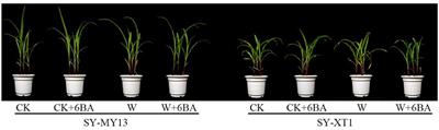 Exogenous 6-Benzyladenine Improves Waterlogging Tolerance in Maize Seedlings by Mitigating Oxidative Stress and Upregulating the Ascorbate-Glutathione Cycle